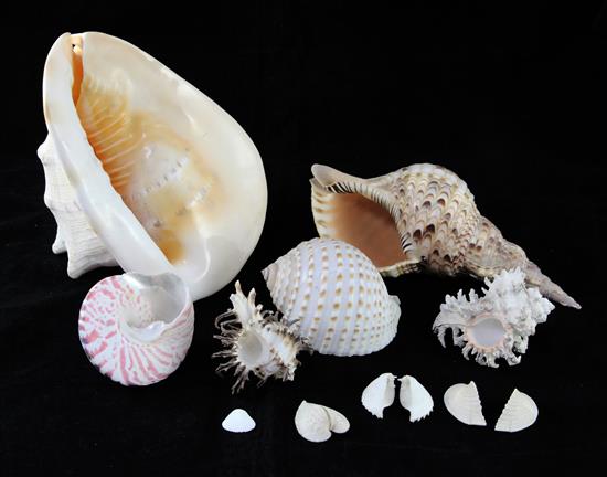 A remarkable collection of Western Pacific shells, approximately eighty six, W.1ft 4in. H.5ft 5in.